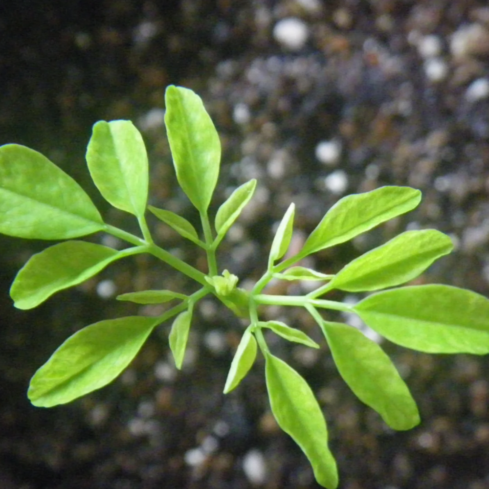 MORINGA